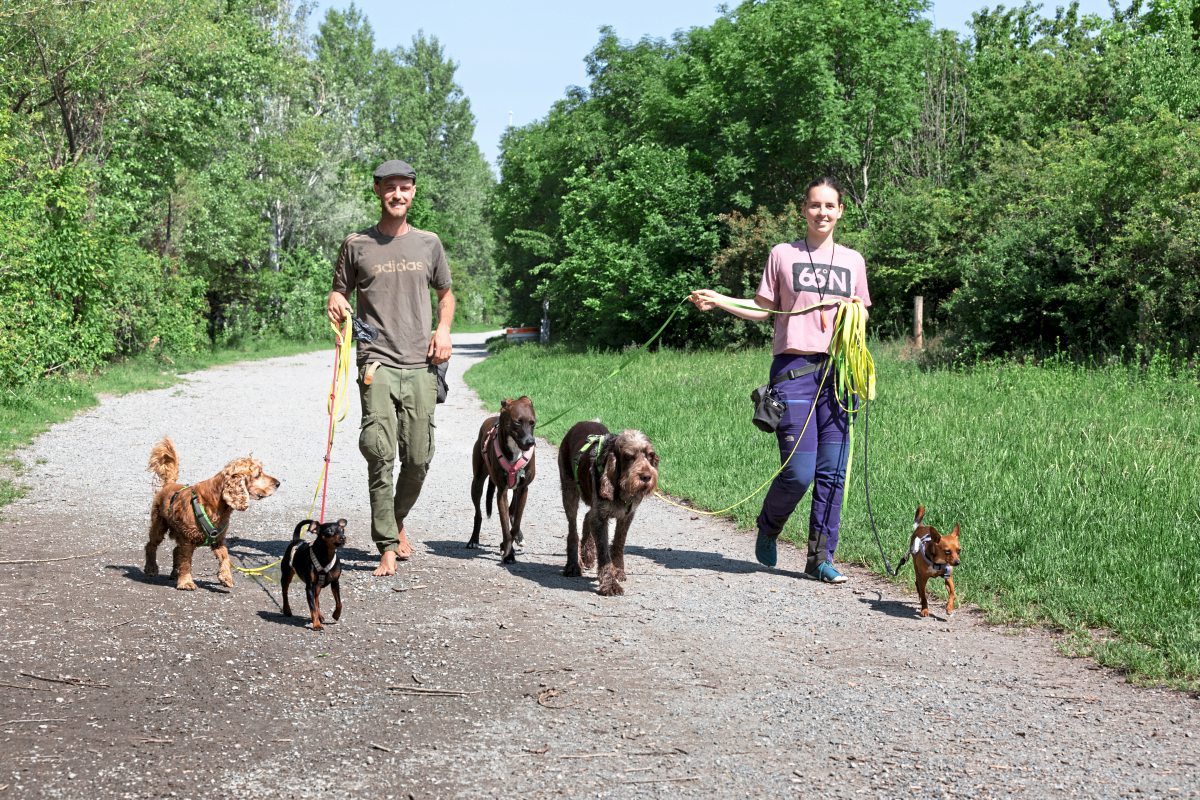 gassigehen als beruf karriere derstandard at karriere