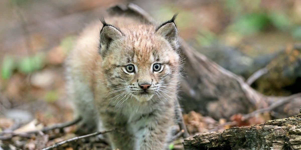 Nachwuchs Bei Den Luchsen In Schonbrunn Osterreich Derstandard At Panorama