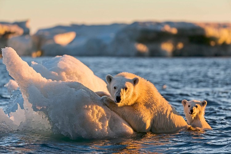 Klimawandel Eisbaren Konnten Bis 2100 Ausgestorben Sein Klimawandel Derstandard At Wissenschaft