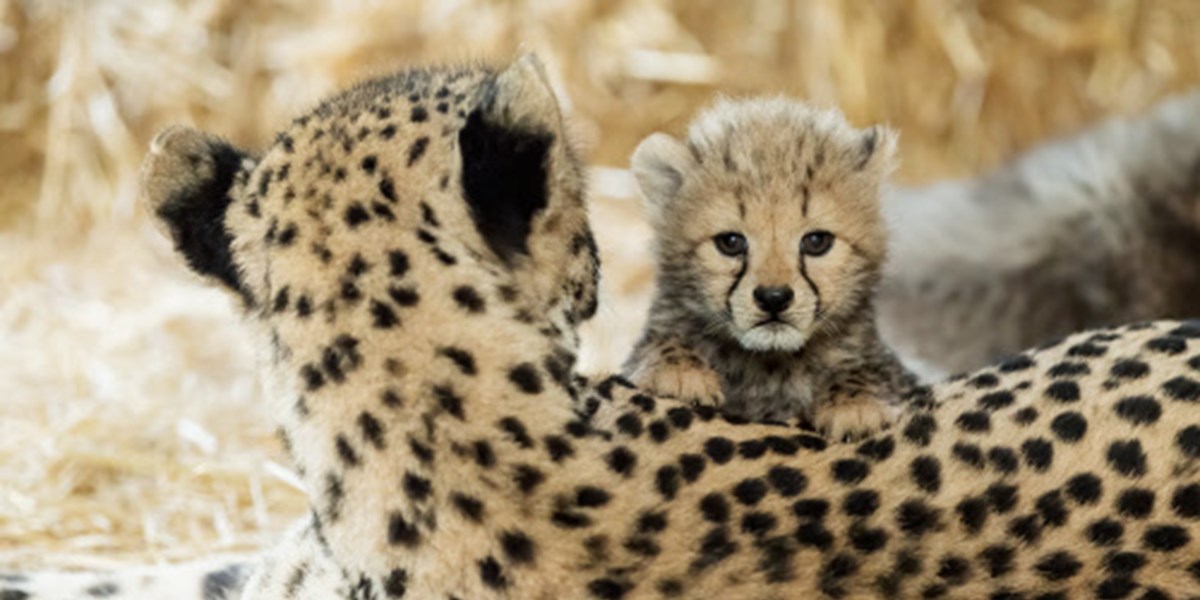 Vierfacher Geparden Nachwuchs Im Tiergarten Schonbrunn Osterreich Derstandard De International