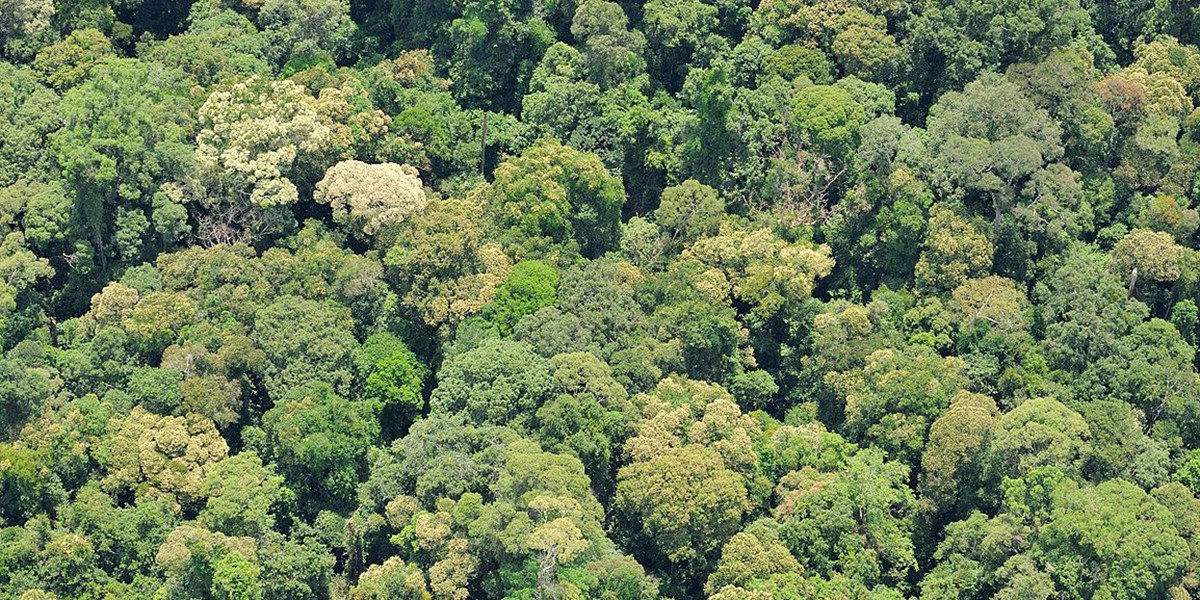 Gute Nachricht Ein Weitgehend Ruinierter Regenwald Hat Sich Erholt Natur Derstandard De Wissen Und Gesellschaft