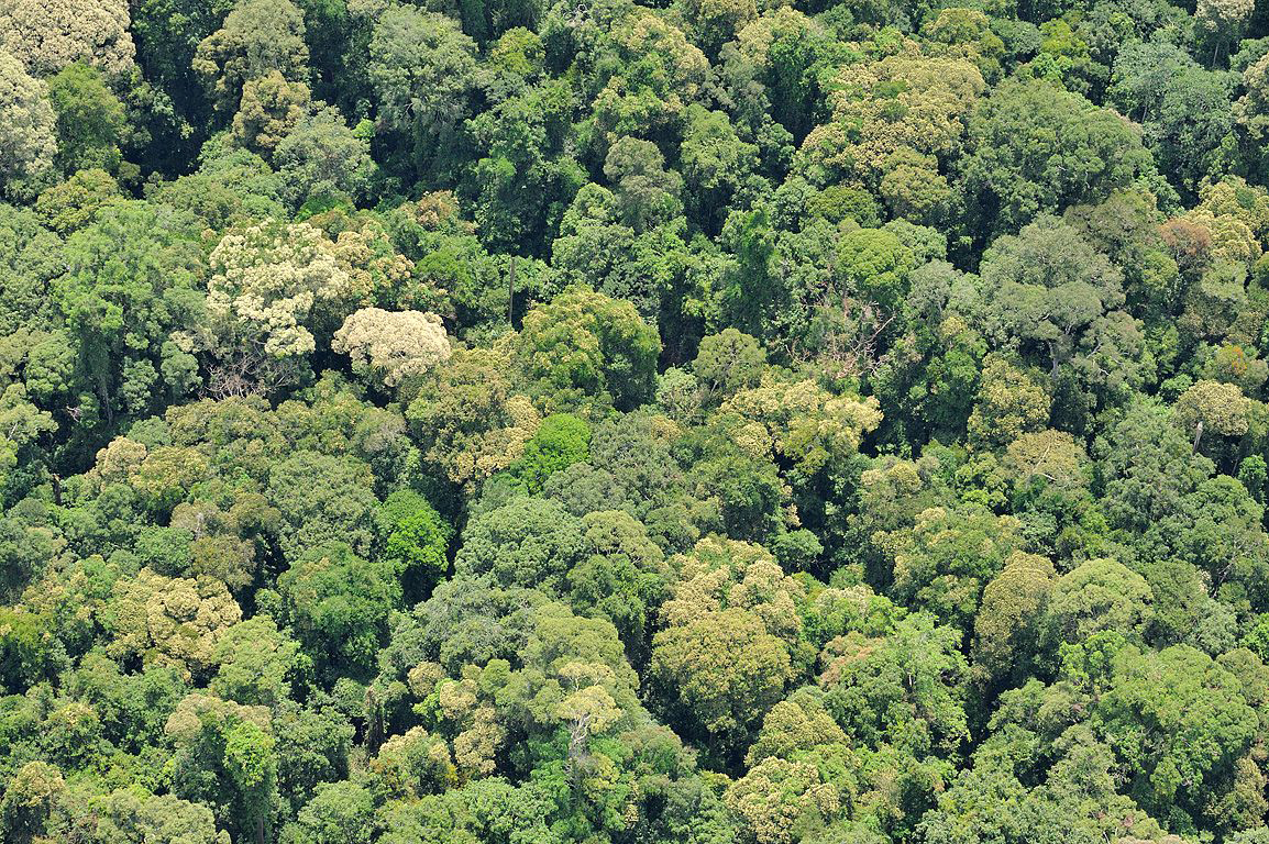 Gute Nachricht Ein Weitgehend Ruinierter Regenwald Hat Sich Erholt Natur Derstandard De Wissen Und Gesellschaft