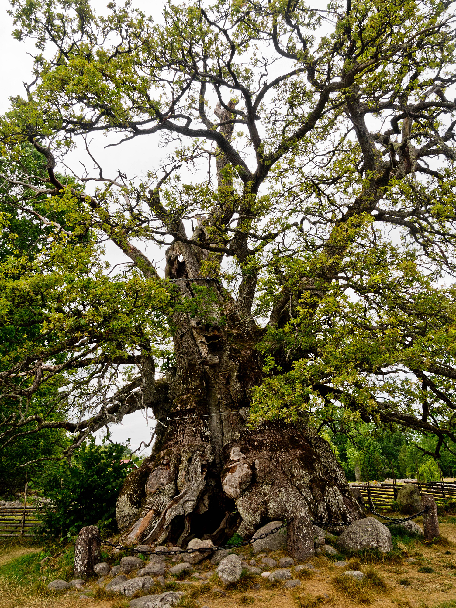 Die älteste Eiche der Welt steht in Kalabrien Natur derStandard.de › Wissen und Gesellschaft
