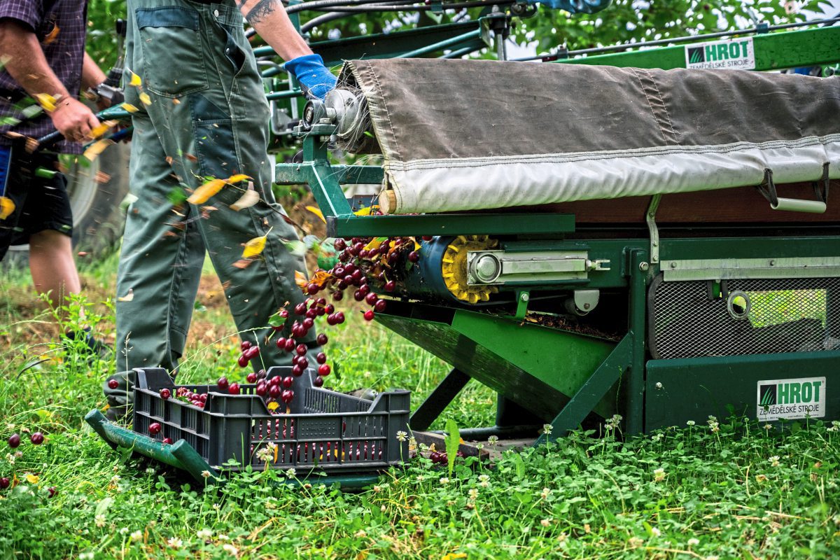 Tonnenweise Obst Aber Niemand Der Es Pfluckt Australiens Bauern Fehlen Helfer Wirtschaftspolitik Derstandard De Wirtschaft