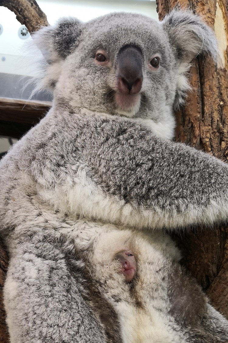 Nachrichten Fur Kinder Ein Riesenkurbis Ein Dicker Bar Und Das Erste Foto Vom Koala Baby Der Standard Fur Kinder Derstandard At Editionzukunft