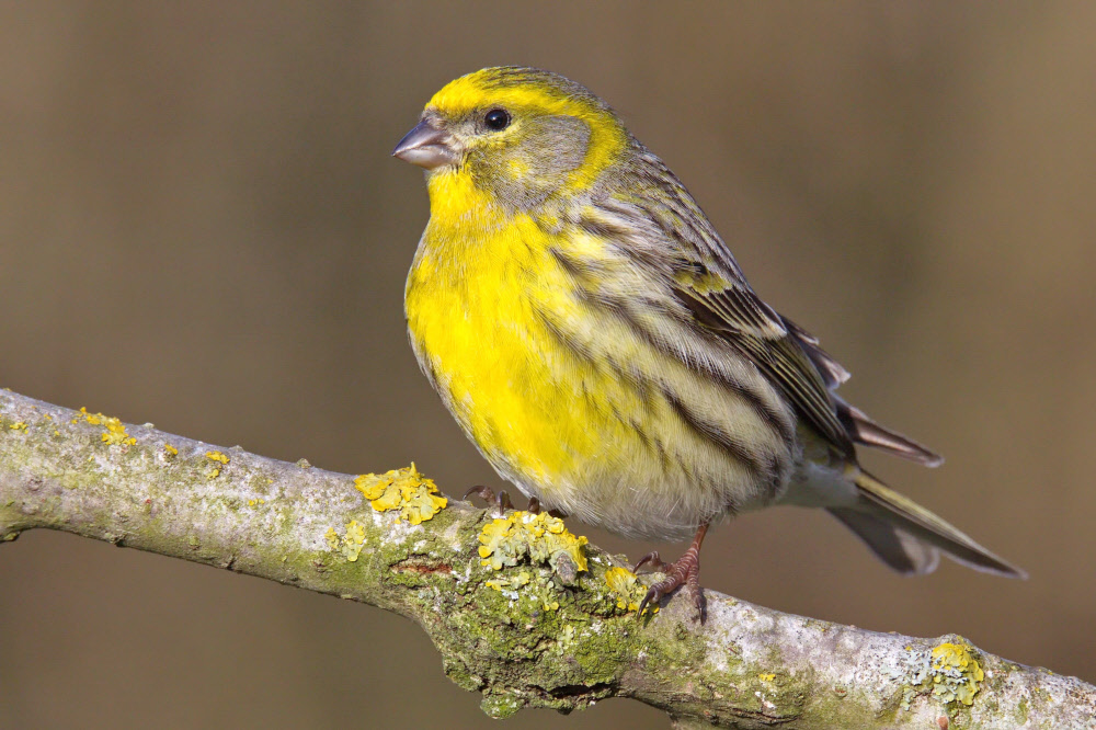 Erkennen Sie Den Vogel Des Jahres 2021 Natur DerStandard at Erkennen Sie Den Vogel Des Jahres 2021 Natur DerStandard at