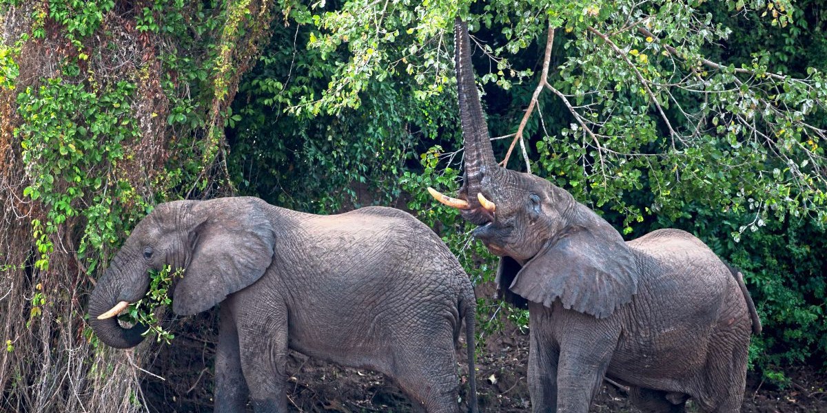 Zahl der Waldelefanten in der Elfenbeinküste dramatisch ...