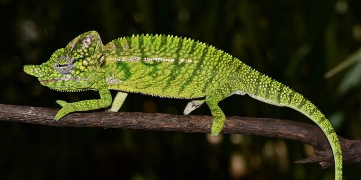 Verschollenes Chamaleon Nach 100 Jahren Wiederentdeckt Natur Derstandard De Wissen Und Gesellschaft