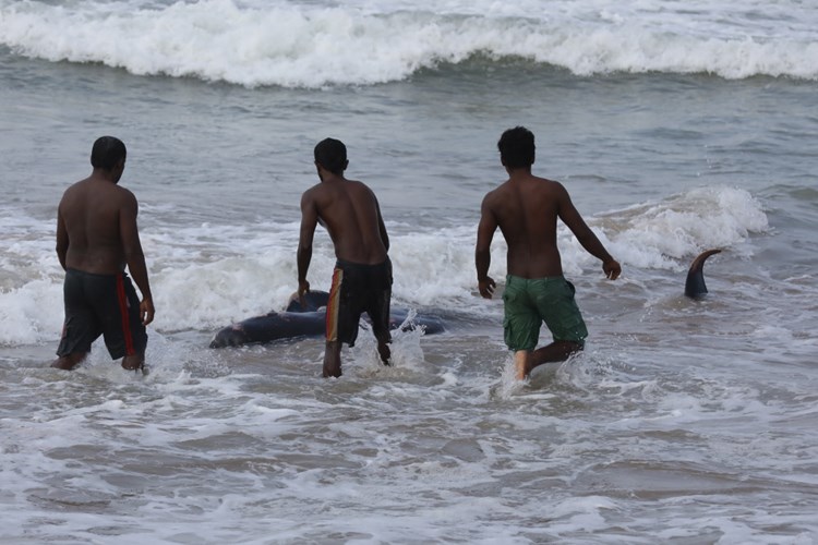 Helfer Schoben 1 Gestrandete Wale Vor Sri Lanka Zuruck Ins Meer Weltchronik Derstandard At Panorama