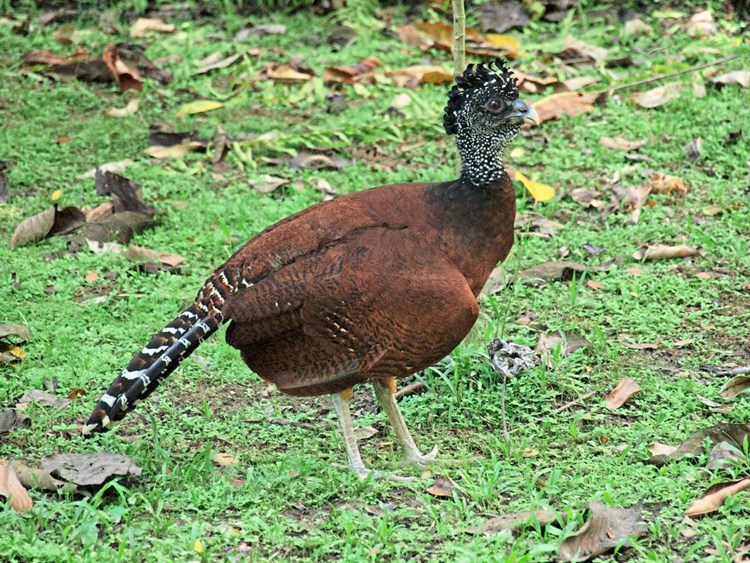 Ein Korridor Fur Tiere Zum Regenwald Der Osterreicher Forschung Spezial Derstandard At Wissenschaft