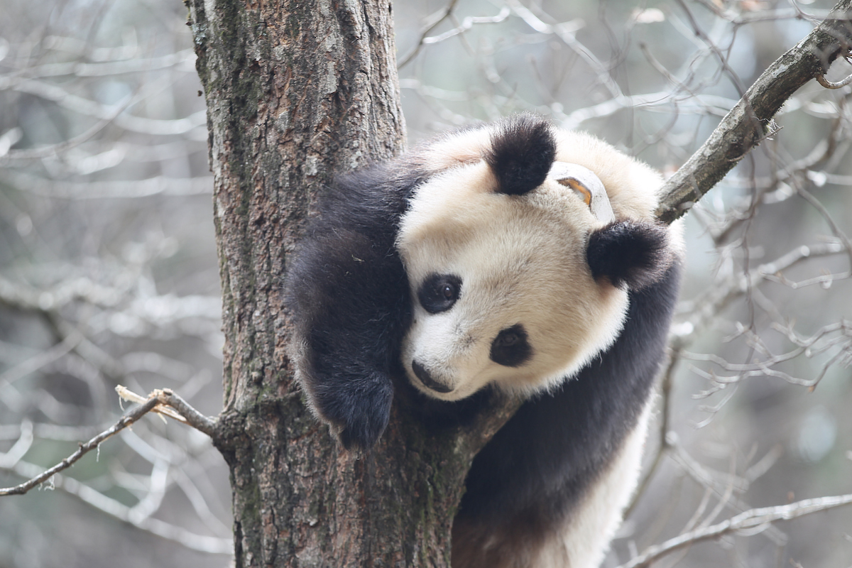 Warum Sich Pandabaren Frische Pferdeapfel Ins Fell Schmieren Natur Derstandard De Wissen Und Gesellschaft