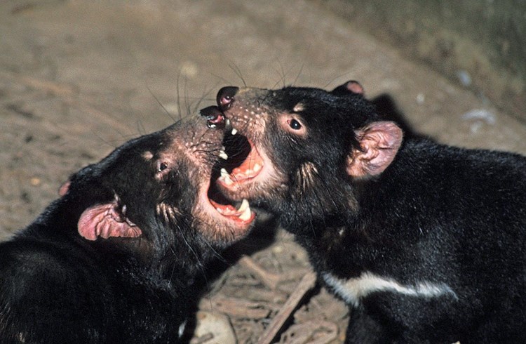 Tasmanische Teufel Trotzen Todlichen Tumoren Natur Derstandard De Wissen Und Gesellschaft
