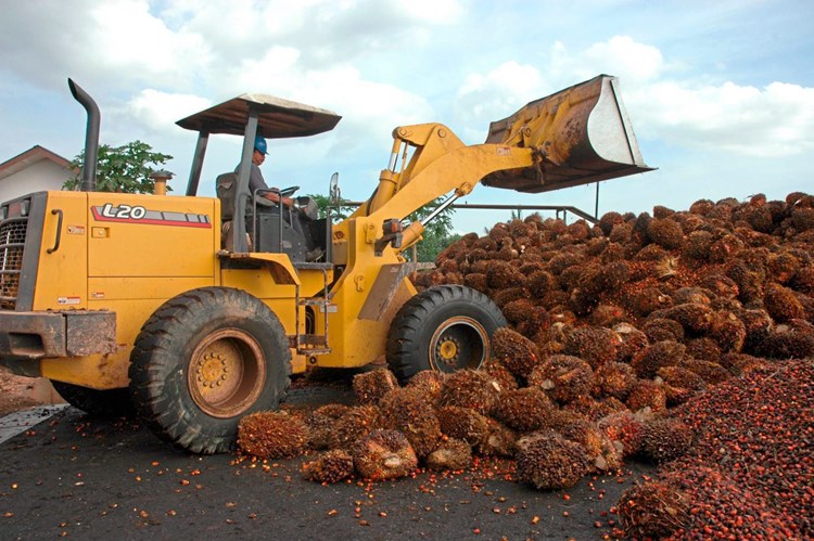 Wie Gefährlich Ist Palmöl