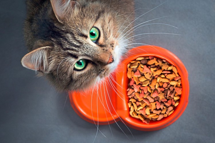 Warum Trockenfutter Für Katzen Schädlich Ist Die