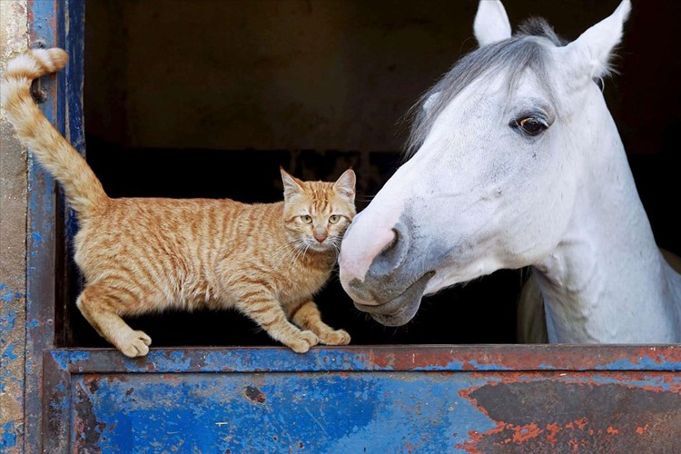 Katzen Und Freigang Ist Das Ein Muss Die Catspertin