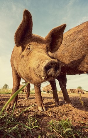 Verdorbene alte Schweine Pflaumen im Sexrausch Verdorbene alte Schweine Pflaumen im Sexrausch