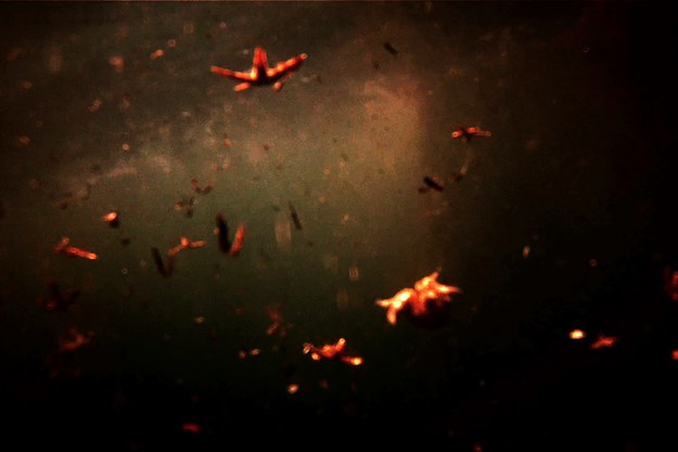 https://images.derstandard.at/t/M625/Movies/2012/16920/151103124057175_44_aufm05.jpg https://images.derstandard.at/t/M625/Movies/2012/16920/151103124057175_44_aufm05.jpg