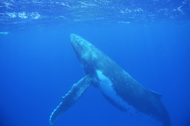 https://images.derstandard.at/t/M625/movies/2010/8142/160425150130303_32_the-ultimate-wave-tahiti_5.jpg https://images.derstandard.at/t/M625/movies/2010/8142/160425150130303_32_the-ultimate-wave-tahiti_5.jpg
