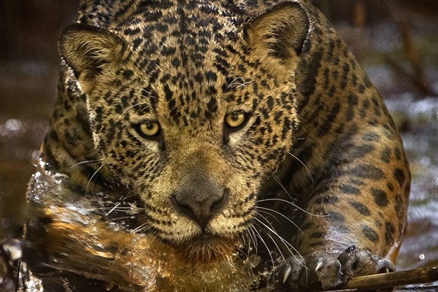 https://images.derstandard.at/t/M625/movies/2013/19413/160626210056842_14_amazonia-abenteuer-im-regenwald_aufm02.jpg https://images.derstandard.at/t/M625/movies/2013/19413/160626210056842_14_amazonia-abenteuer-im-regenwald_aufm02.jpg