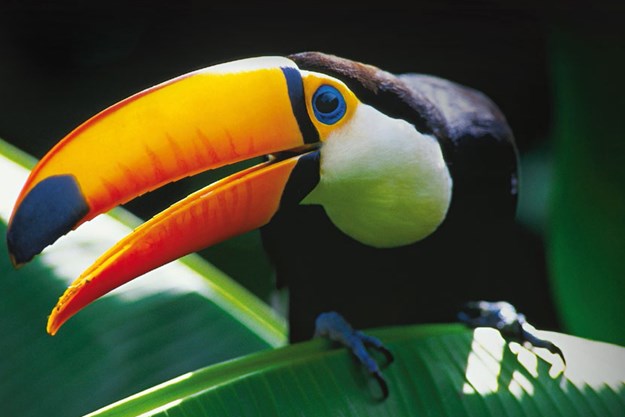 https://images.derstandard.at/t/M625/movies/2013/19413/160626210057719_14_amazonia-abenteuer-im-regenwald_aufm03.jpg https://images.derstandard.at/t/M625/movies/2013/19413/160626210057719_14_amazonia-abenteuer-im-regenwald_aufm03.jpg
