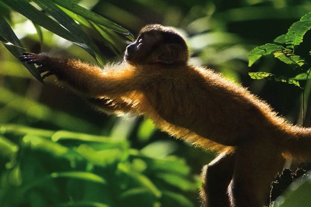 https://images.derstandard.at/t/M625/movies/2013/19413/160626210058344_14_amazonia-abenteuer-im-regenwald_aufm04.jpg https://images.derstandard.at/t/M625/movies/2013/19413/160626210058344_14_amazonia-abenteuer-im-regenwald_aufm04.jpg