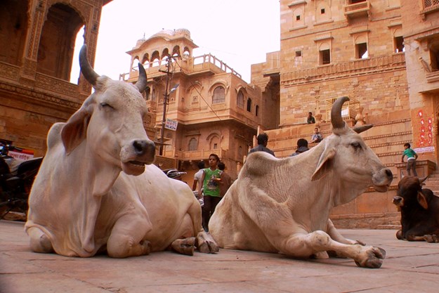 https://images.derstandard.at/t/M625/movies/2014/19694/161128130024001_22_fascinating-india_aufm02.jpg https://images.derstandard.at/t/M625/movies/2014/19694/161128130024001_22_fascinating-india_aufm02.jpg