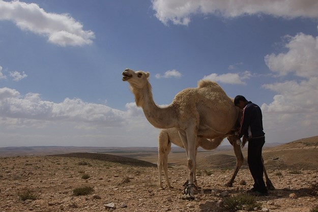https://images.derstandard.at/t/M625/movies/2016/23109/170321223049381_7_desert-kids_aufm04.jpg https://images.derstandard.at/t/M625/movies/2016/23109/170321223049381_7_desert-kids_aufm04.jpg
