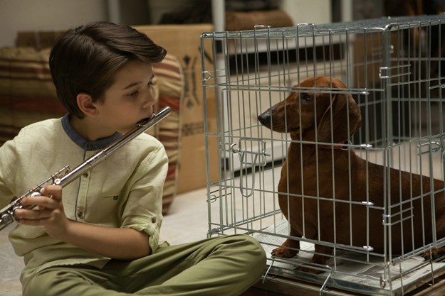 https://images.derstandard.at/t/M625/movies/2016/23616/160727223056566_8_wiener-dog_aufm04.jpg https://images.derstandard.at/t/M625/movies/2016/23616/160727223056566_8_wiener-dog_aufm04.jpg