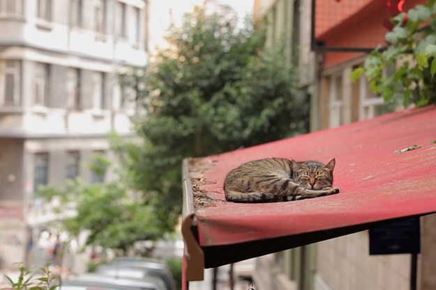 https://images.derstandard.at/t/M625/movies/2016/25834/170717223031068_8_kedi-von-katzen-und-menschen_aufm02.jpg https://images.derstandard.at/t/M625/movies/2016/25834/170717223031068_8_kedi-von-katzen-und-menschen_aufm02.jpg