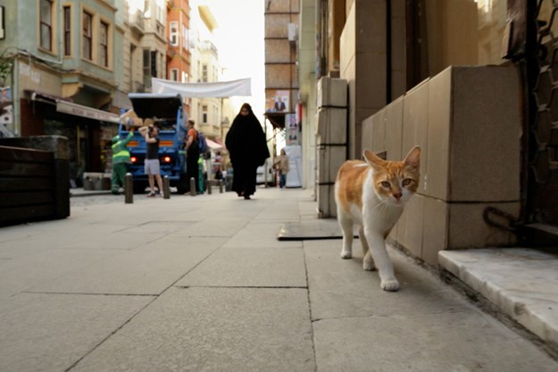 https://images.derstandard.at/t/M625/movies/2016/25834/170717223031272_17_kedi-von-katzen-und-menschen_aufm03.jpg https://images.derstandard.at/t/M625/movies/2016/25834/170717223031272_17_kedi-von-katzen-und-menschen_aufm03.jpg