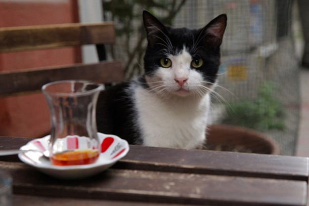 https://images.derstandard.at/t/M625/movies/2016/25834/170717223031460_17_kedi-von-katzen-und-menschen_aufm04.jpg https://images.derstandard.at/t/M625/movies/2016/25834/170717223031460_17_kedi-von-katzen-und-menschen_aufm04.jpg
