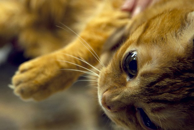https://images.derstandard.at/t/M625/movies/2017/25134/171031223152696_9_tiere-und-andere-menschen_aufm03.jpg https://images.derstandard.at/t/M625/movies/2017/25134/171031223152696_9_tiere-und-andere-menschen_aufm03.jpg