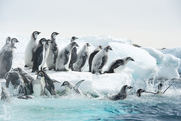 https://images.derstandard.at/t/M625/movies/2017/25987/171103223036243_15_die-reise-der-pinguine-2_aufm03.jpg https://images.derstandard.at/t/M625/movies/2017/25987/171103223036243_15_die-reise-der-pinguine-2_aufm03.jpg