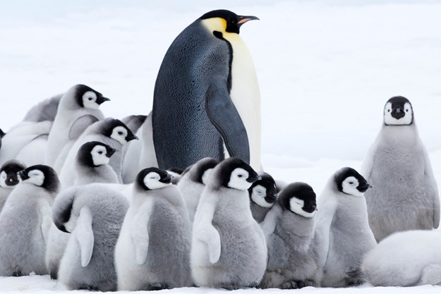 https://images.derstandard.at/t/M625/movies/2017/25987/171103223036496_17_die-reise-der-pinguine-2_aufm04.jpg https://images.derstandard.at/t/M625/movies/2017/25987/171103223036496_17_die-reise-der-pinguine-2_aufm04.jpg