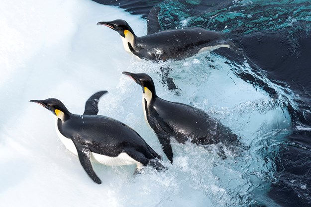 https://images.derstandard.at/t/M625/movies/2017/25987/171103223036950_12_die-reise-der-pinguine-2_aufm02.jpg https://images.derstandard.at/t/M625/movies/2017/25987/171103223036950_12_die-reise-der-pinguine-2_aufm02.jpg
